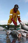 A worker unloads fish at the Maria Bintang Laut& fish cooperative in Pomako (4875026392).jpg