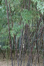 Thumbnail for Phyllostachys nigra