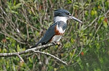 A belted kingfisher perched on the edge of a tree branch