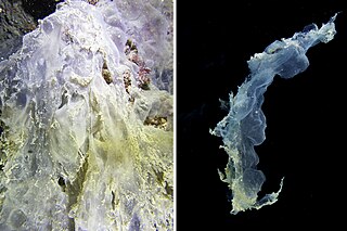 <span class="mw-page-title-main">Sulfur-reducing bacteria</span> Microorganisms able to reduce elemental sulfur to hydrogen sulfide