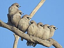 Black-faced woodswallows roosting as a group Black faced woodswallow.jpg