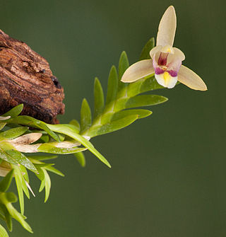 <span class="mw-page-title-main">Vandeae</span> Tribe of orchids