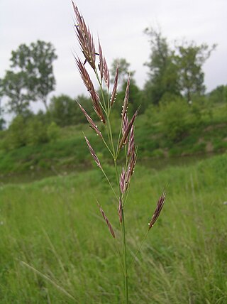 <i>Bromus erectus</i> Species of grass