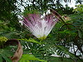 Calliandra surinamensis