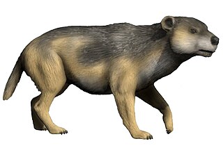 <span class="mw-page-title-main">Ursoidea</span> Superfamily of mammals