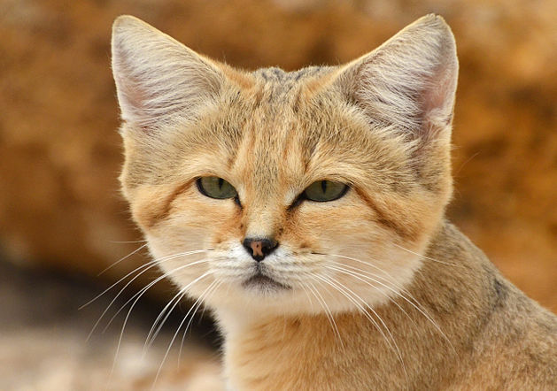 Chat des Sables