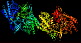 <span class="mw-page-title-main">Diaminopimelate decarboxylase</span>