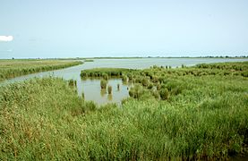 Delta de l'Ebre-L'Encanyissada