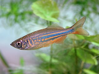 <span class="mw-page-title-main">Giant danio</span> Species of fish