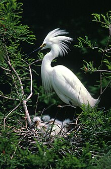 Snowy egret Egretta thula1.jpg