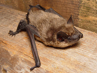 <span class="mw-page-title-main">Serotine bat</span> Species of bat