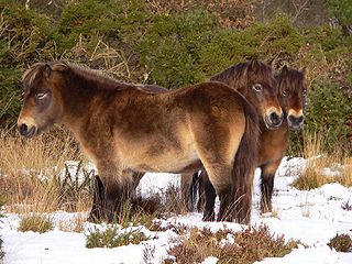 <span class="mw-page-title-main">Exmoor pony</span> British breed of horse