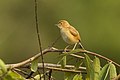 Fuchscistensänger  (Cisticola troglodytes, Kat. )