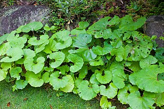 <i>Petasites japonicus</i> Species of flowering plant in the daisy family Asteraceae