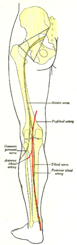 Back of left lower extremity, showing origin of anterior tibial artery before it continues on the anterior side. Gray1247.png