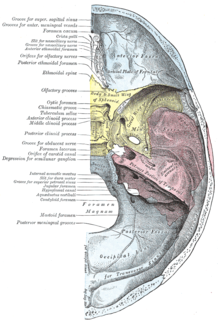 Anterior cranial fossa