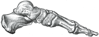 <span class="mw-page-title-main">Arches of the foot</span> Load-bearing curves in the tarsal and metatarsal bones of the feet