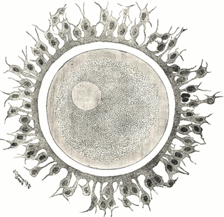 <span class="mw-page-title-main">Zona pellucida</span> Glycoprotein layer surrounding the plasma membrane of mammalian oocytes