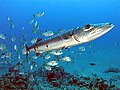 Great barracuda and jacks