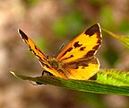 Feniseca tarquinius (harvester) Adult, posterior view.