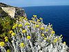 Helichrysum melitense.JPG