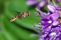 22 Marmelade fly (Episyrphus balteatus) created, uploaded, nominated by Alvesgaspar