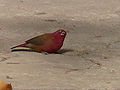 Senegalamarant Red-billed Firefinch male