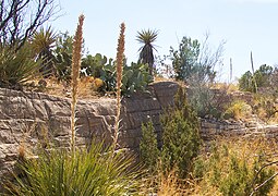 Living Desert Zoo