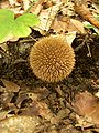 Dygliuotasis pumpotaukšlis (Lycoperdon echinatum)