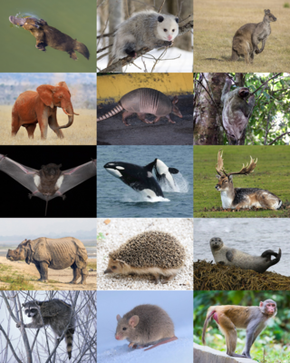 <span class="mw-page-title-main">Mammal</span> Class of animals with milk-producing glands