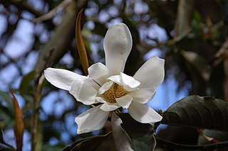 <i>Magnolia doltsopa</i> Species of tree