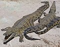 Crocodylus niloticus, un exemple de Crocodilia