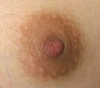 <span class="mw-page-title-main">Areola</span> Pigmented area on the breast around the nipple