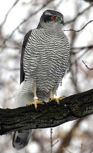 <span class="mw-page-title-main">Hawk</span> Bird of prey