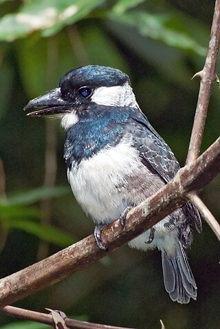 <i>Notharchus</i> Genus of birds