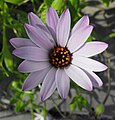 Osteospermum fruticosum