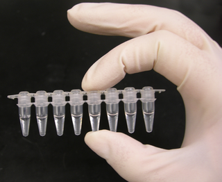 <span class="mw-page-title-main">Polymerase chain reaction</span> Laboratory technique to multiply a DNA sample for study