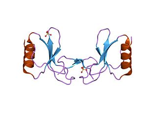 <span class="mw-page-title-main">CCL5</span> Mammalian protein found in Homo sapiens