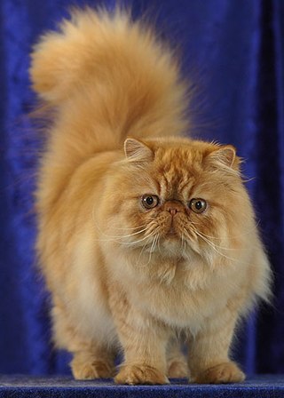 <span class="mw-page-title-main">Persian cat</span> Breed of cat