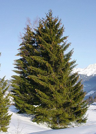 <span class="mw-page-title-main">Spruce</span> Genus of evergreen, coniferous tree