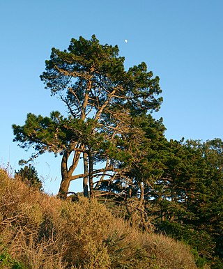 <i>Pinus radiata</i> Species of conifer