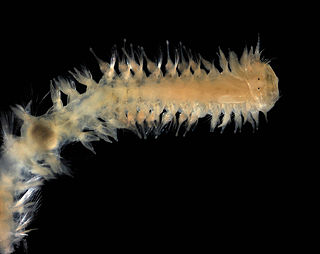 <i>Poecilochaetus serpens</i> Species of annelid worm