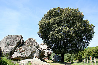 <i>Quercus ilex</i> Oak tree species native to the Mediterranean