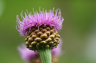 <i>Rhaponticum</i> Genus of flowering plants in the daisy family Asteraceae