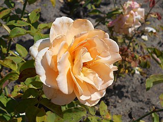 <i>Rosa</i> Apricot Nectar