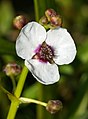 Inflorescence