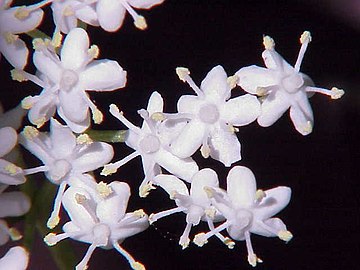 Sambucus nigra0.jpg