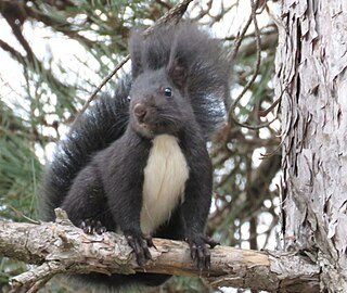 <span class="mw-page-title-main">Calabrian black squirrel</span> Species of rodent