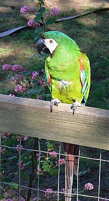 Severemacaw.jpg