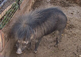 Philippine warty pig species of mammal